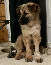 GOKU, Hund, Mischlingshund in Spanien - Bild 2