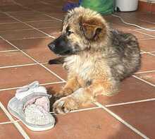 GOKU, Hund, Mischlingshund in Spanien - Bild 3