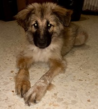 GOKU, Hund, Mischlingshund in Spanien - Bild 4