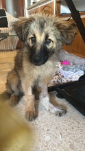 GOKU, Hund, Mischlingshund in Spanien - Bild 5