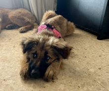 GOKU, Hund, Mischlingshund in Spanien - Bild 7