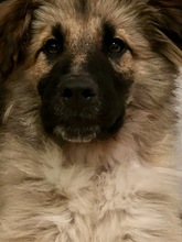 GOKU, Hund, Mischlingshund in Spanien - Bild 9