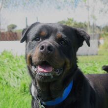 KIMBO, Hund, Rottweiler in Spanien - Bild 1