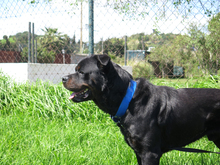 KIMBO, Hund, Rottweiler in Spanien - Bild 5