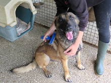 AGUS, Hund, Malinois-Mix in Spanien - Bild 1