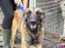 AGUS, Hund, Malinois-Mix in Spanien - Bild 2