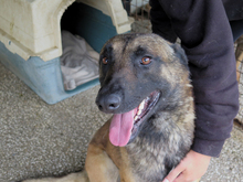 AGUS, Hund, Malinois-Mix in Spanien - Bild 3