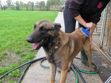 AGUS, Hund, Malinois-Mix in Spanien - Bild 4