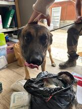 AGUS, Hund, Malinois-Mix in Spanien - Bild 5