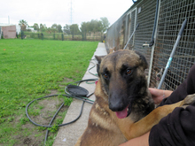 AGUS, Hund, Malinois-Mix in Spanien - Bild 6