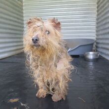 ZARIGUEYA, Hund, Yorkshire Terrier-Mix in Spanien - Bild 1