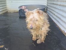 ZARIGUEYA, Hund, Yorkshire Terrier-Mix in Spanien - Bild 2