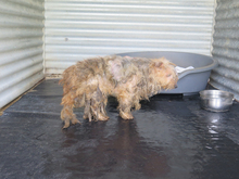 ZARIGUEYA, Hund, Yorkshire Terrier-Mix in Spanien - Bild 3
