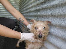 ZARIGUEYA, Hund, Yorkshire Terrier-Mix in Spanien - Bild 5