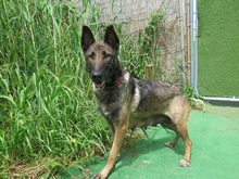 TETI, Hund, Malinois-Mix in Spanien - Bild 1