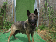 TETI, Hund, Malinois-Mix in Spanien - Bild 2