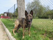 TETI, Hund, Malinois-Mix in Spanien - Bild 3