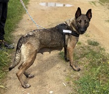 TETI, Hund, Malinois-Mix in Spanien - Bild 4