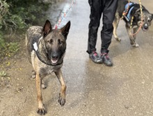 TETI, Hund, Malinois-Mix in Spanien - Bild 5