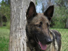 TETI, Hund, Malinois-Mix in Spanien - Bild 6