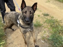 TETI, Hund, Malinois-Mix in Spanien - Bild 7