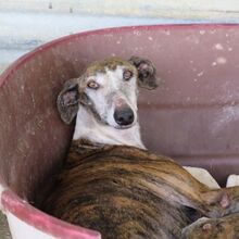 AVISPA, Hund, Galgo Español in Spanien - Bild 1
