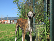 AVISPA, Hund, Galgo Español in Spanien - Bild 2