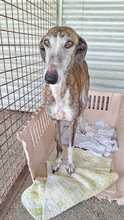 AVISPA, Hund, Galgo Español in Spanien - Bild 3