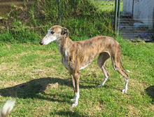 AVISPA, Hund, Galgo Español in Spanien - Bild 4