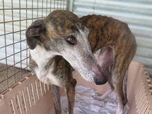 AVISPA, Hund, Galgo Español in Spanien - Bild 5