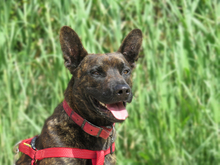BOSCO, Hund, Malinois-Mix in Spanien - Bild 1