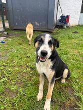ANTOJITO, Hund, Border Collie-Mix in Spanien - Bild 2