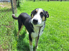ANTOJITO, Hund, Border Collie-Mix in Spanien - Bild 3