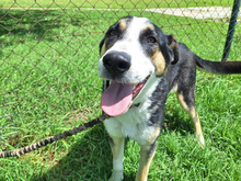 ANTOJITO, Hund, Border Collie-Mix in Spanien - Bild 4