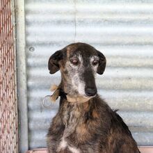 PALOMA, Hund, Galgo Español in Spanien - Bild 1