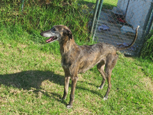 PALOMA, Hund, Galgo Español in Spanien - Bild 2