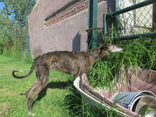 PALOMA, Hund, Galgo Español in Spanien - Bild 3