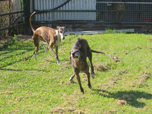 PALOMA, Hund, Galgo Español in Spanien - Bild 5
