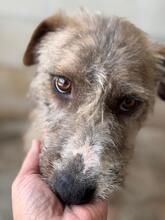 VIVI, Hund, Mischlingshund in Spanien - Bild 1