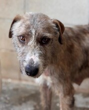 VIVI, Hund, Mischlingshund in Spanien - Bild 2