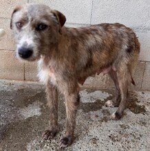 VIVI, Hund, Mischlingshund in Spanien - Bild 4