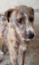 VIVI, Hund, Mischlingshund in Spanien - Bild 5