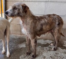 VIVI, Hund, Mischlingshund in Spanien - Bild 6
