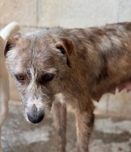 VIVI, Hund, Mischlingshund in Spanien - Bild 7