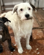 BRAULIO, Hund, Terrier-Mix in Spanien - Bild 1