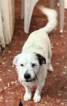 BRAULIO, Hund, Terrier-Mix in Spanien - Bild 2