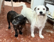 BRAULIO, Hund, Terrier-Mix in Spanien - Bild 3