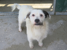 BRAULIO, Hund, Terrier-Mix in Spanien - Bild 4