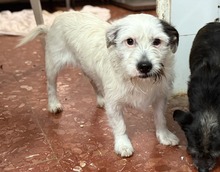 BRAULIO, Hund, Terrier-Mix in Spanien - Bild 5