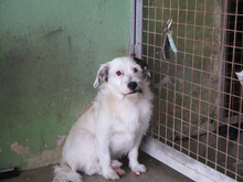 BRAULIO, Hund, Terrier-Mix in Spanien - Bild 6